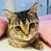 吉沢凛子(よしざわりんこ) お久しぶりです? 五十路マダムエクスプレス厚木店(カサブランカグループ)