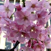 ヒメ日記 2025/03/26 10:13 投稿 柴崎りえこ 色気あるワイフ