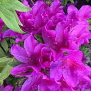 ヒメ日記 2025/05/09 12:09 投稿 柴崎りえこ 色気あるワイフ