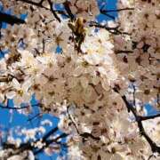 柴崎りえこ ※無題 美魔女エステ