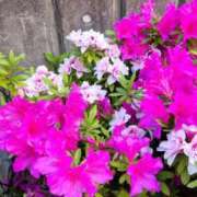 ヒメ日記 2025/05/04 11:50 投稿 山岸 錦糸町おかあさん