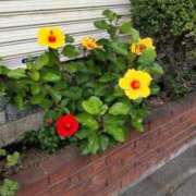 ヒメ日記 2025/10/23 11:00 投稿 山岸 錦糸町おかあさん