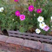 ヒメ日記 2025/11/10 08:40 投稿 山岸 錦糸町おかあさん