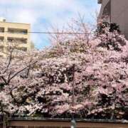 ヒメ日記 2026/03/29 00:45 投稿 愛園　はあと OL精薬