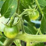 みちこ 生🫶 涼泉（りょうせん）