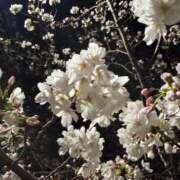 ヒメ日記 2025/04/04 22:04 投稿 かりん コートダジュール