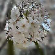 ヒメ日記 2025/04/10 00:06 投稿 かりん コートダジュール