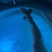 ヒメ日記 2025/10/10 17:18 投稿 もか 静岡駅前ちゃんこ