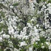 みお 💐 One More 奥様　池袋店