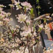 ヒメ日記 2025/03/16 00:45 投稿 みどり 奥鉄オクテツ東京店（デリヘル市場）