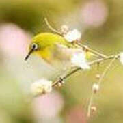 みどり 嬉しい再会と当たり！のはじめまして❣️ 奥鉄オクテツ東京店（デリヘル市場）