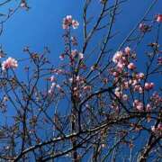 ヒメ日記 2026/02/02 09:53 投稿 立花みおり 言葉責めＭ性感イッツブーリー（横浜ハレ系）