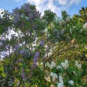 ヒメ日記 2025/06/08 17:57 投稿 ゆず ソープランド メイド館 ラ・メイド