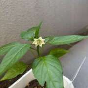 ヒメ日記 2025/05/29 19:13 投稿 らら美Ｅ乳カップ ラヴァーズ