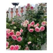 ヒメ日記 2025/12/31 17:26 投稿 なな 京都回春性感マッサージ倶楽部