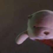 ヒメ日記 2026/01/26 09:23 投稿 こい スーパークリスタル