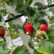 ヒメ日記 2025/03/09 17:06 投稿 まりん XSTASY（エクスタシー）