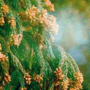 ナカムラ 花粉症とアロマ︎ 神奈川★出張マッサージ委員会Z