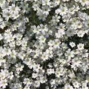 ヒメ日記 2025/03/17 00:45 投稿 ゆり ぽちゃSPA