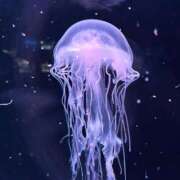 ヒメ日記 2025/09/11 13:37 投稿 ゆり ぽちゃSPA