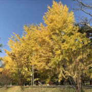 ヒメ日記 2025/01/13 18:40 投稿 ふうか YESグループ TSUBAKI FIRST