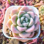 ひめかちゃん 多肉植物 ちょい！ぽちゃロリ倶楽部Hip's馬橋店