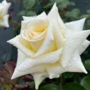 えみり おはようございます 熟女の風俗最終章 相模原店