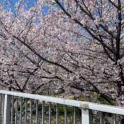 ヒメ日記 2025/04/21 11:49 投稿 えいみ 尼妻（あまづま）