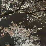 ヒメ日記 2025/04/08 00:24 投稿 れんか クラブリリー