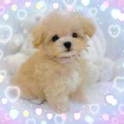 ヒメ日記 2025/04/21 04:46 投稿 れんか クラブリリー