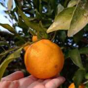 ミシン みかん〜蜘蛛の巣を添えて〜 マリン土浦本店