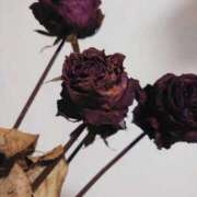 ミシン ないないない、全部ある マリン土浦本店