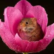 ヒメ日記 2025/05/13 08:52 投稿 かすみ 梅田アバンチュール