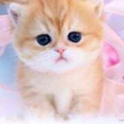 ヒメ日記 2025/10/21 09:02 投稿 かすみ 梅田アバンチュール