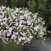 ヒメ日記 2025/04/03 17:46 投稿 蒼井 おふくろ