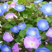 ヒメ日記 2025/07/07 11:31 投稿 蒼井 おふくろ