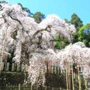 ヒメ日記 2025/04/04 13:42 投稿 ちひろ 鎌倉御殿 新館