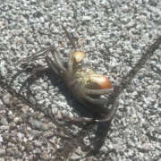 ヒメ日記 2025/09/30 12:03 投稿 ちひろ 鎌倉御殿 新館