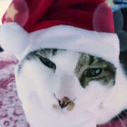 ヒメ日記 2025/12/25 18:12 投稿 ちひろ 鎌倉御殿 新館