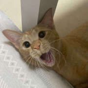 ヒメ日記 2025/10/11 12:00 投稿 まや★ 鎌倉御殿 新館