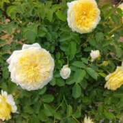 ヒメ日記 2025/06/06 10:21 投稿 しの モアグループ熊谷人妻花壇