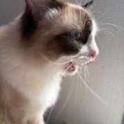 ヒメ日記 2025/04/07 02:31 投稿 ミヤ ツートップ