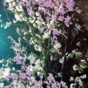 ヒメ日記 2025/03/30 11:20 投稿 かえで 激安ピーチ