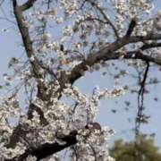 ヒメ日記 2025/04/04 07:39 投稿 かえで 激安ピーチ