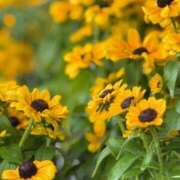 ヒメ日記 2025/06/28 21:34 投稿 かえで 激安ピーチ