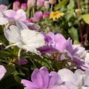 ヒメ日記 2025/07/08 09:19 投稿 かえで 激安ピーチ