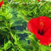 ヒメ日記 2025/07/30 08:39 投稿 かえで 激安ピーチ