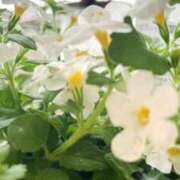 ヒメ日記 2025/09/23 09:29 投稿 かえで 激安ピーチ