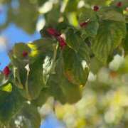 ヒメ日記 2025/10/17 13:09 投稿 かえで 激安ピーチ