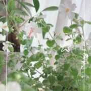 ヒメ日記 2025/11/24 07:29 投稿 かえで 激安ピーチ